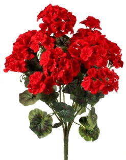 Geranium Bush 22"