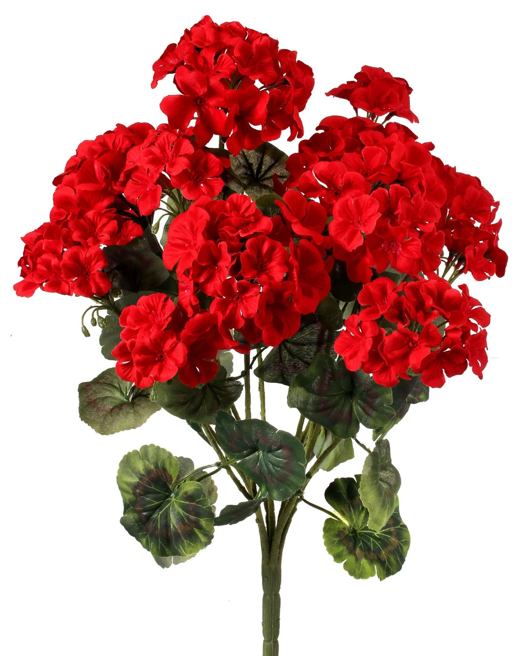 Geranium Bush 22" 3 Geranium Bush 22"