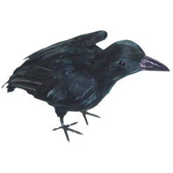 Standing Crow With Feathers